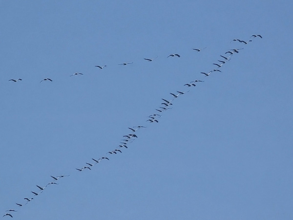 Kurki, Common Crane, Grus grus